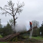 Когда дерево превращается в угрозу: как правильно и безопасно убрать аварийное дерево